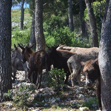 Apartman Ana Daire Sali Dış mekan fotoğraf